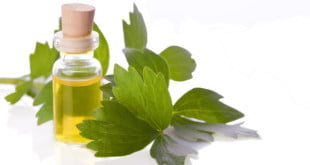 Lubczyk ma również wiele właściwości zdrowotnych.