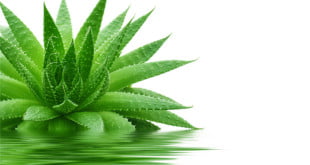 Znajdziesz najpotrzebniejsze przepisy z sokiem z aloesu