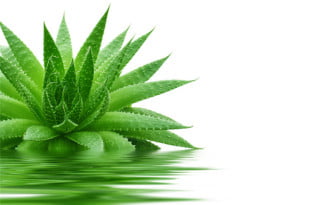 Znajdziesz najpotrzebniejsze przepisy z sokiem z aloesu