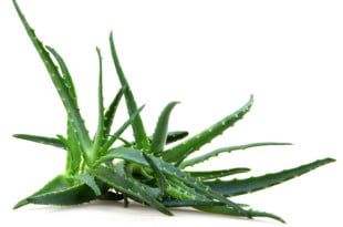 Aloes to doskonały lek na trądzik i problemy z cerą