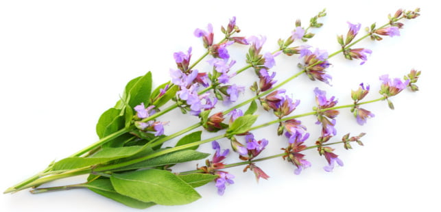 Szałwia pomaga przy leczeniu wielu różnych schorzeń