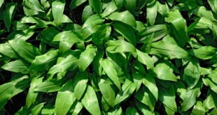 Czosnek niedźwiedzi możesz zakisić lub wysuszyć