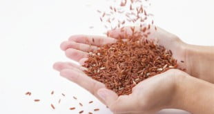 Dobrym źródłem błonnika są babka jajowata i babka płesznik.