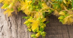 Właściwości i zastosowanie dziurawca przydadzą Ci się, jeżeli masz problem z depresją.