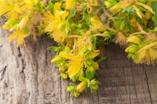 Właściwości i zastosowanie dziurawca przydadzą Ci się, jeżeli masz problem z depresją.