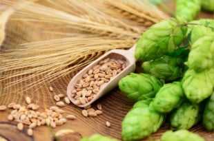 Zobacz dlaczego warto stosować młody jęczmień