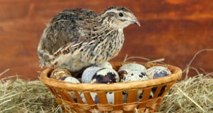 Potrawy z przepiórki to doskonały pomysł na zdrowy i smaczny obiad!