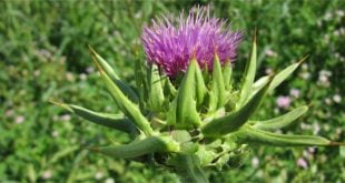 Naturalne olejki - idealne dla zdrowia.