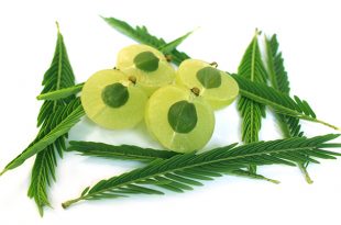 Jakie są właściwości agrestu indyjskiego?