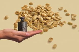 Jaki wpływ na nadwagę i odchudzanie ma zielona kawa?