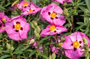 Jakie cenne właściwości ma czystek?