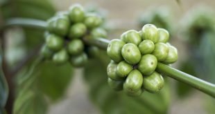 Jakie zalety ma zielona kawa?