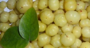 Agrest indyjski to suplement diety który wspomaga proces odchudzania i dostaniesz go w każdym sklepie.