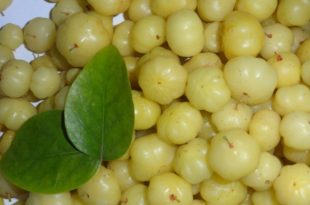 Agrest indyjski to suplement diety który wspomaga proces odchudzania i dostaniesz go w każdym sklepie.