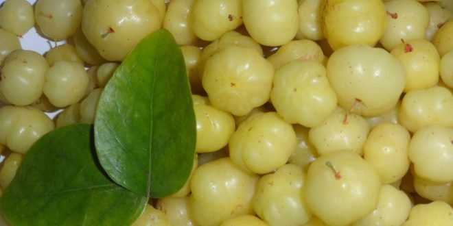 Agrest indyjski to suplement diety który wspomaga proces odchudzania i dostaniesz go w każdym sklepie.