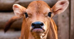 Dlaczego warto przyjmować laktoferyne