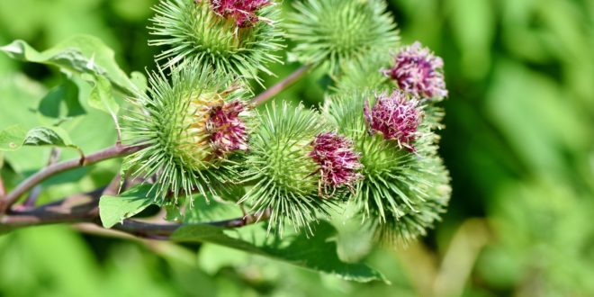Jakie właściwości ma łopian?