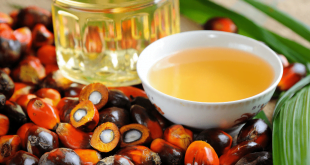Szkodliwość oleju palmowego.